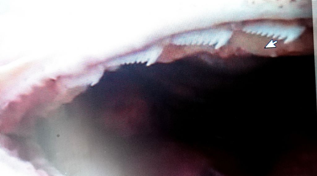 Denti di Hexanchus cf. griseus